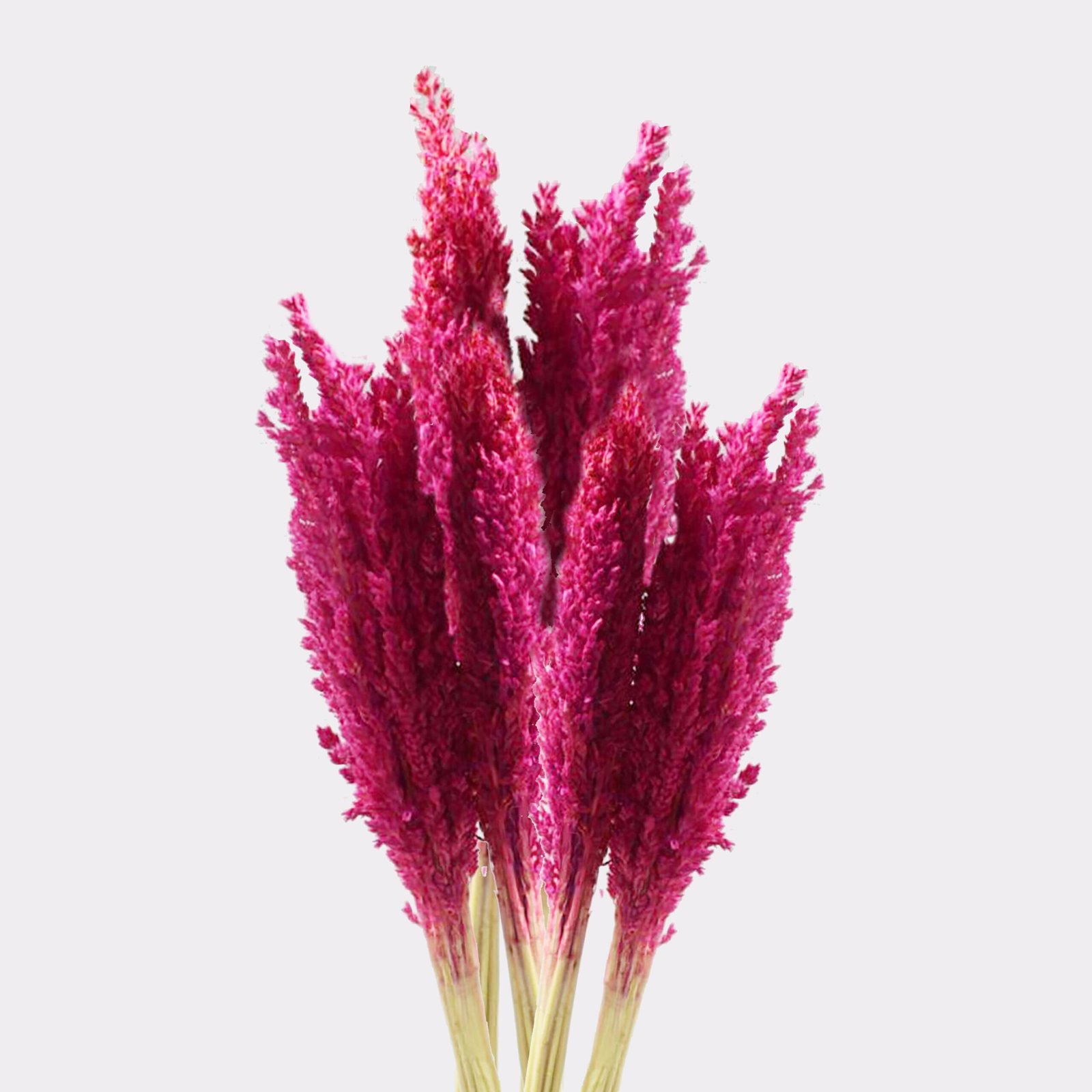 soft boho decorative grass bunch pink Soft Boho Decorative Grass Bunch Pink - Image 2