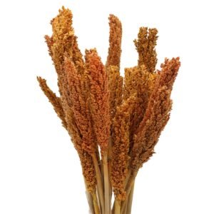 Vibrant Boho Cantal Grass Bunch Orange