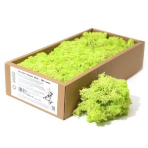 Fresh Breeze Reindeer Moss Mint Green